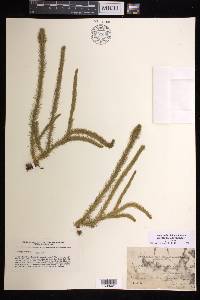 Lycopodiella alopecuroides image