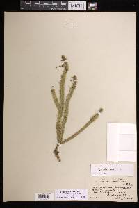 Lycopodiella alopecuroides image