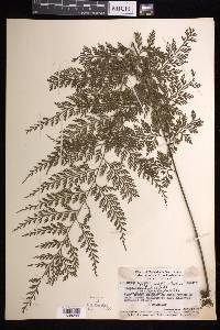 Asplenium scandens image