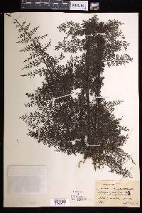 Asplenium scandens image