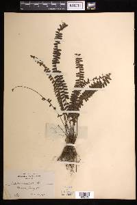 Asplenium normale image