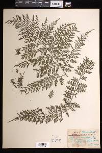 Asplenium scandens image