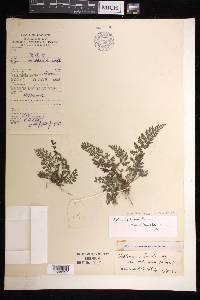 Asplenium sarelii subsp. pekinense image