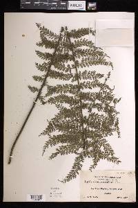 Asplenium scandens image