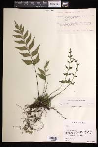 Asplenium warneckei image