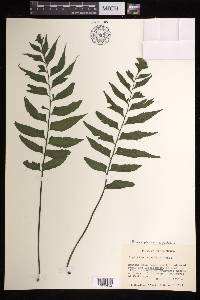 Hymenasplenium repandulum image