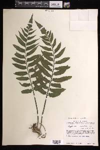 Hymenasplenium repandulum image