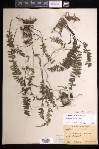 Hymenasplenium filipes image