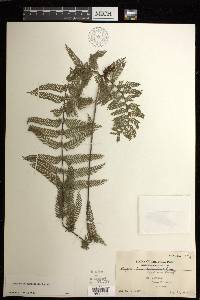 Asplenium thunbergii image