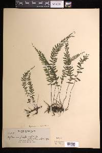 Hymenasplenium filipes image