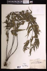 Asplenium polyodon image