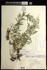 Asplenium thunbergii image