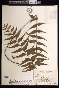 Asplenium polyodon image