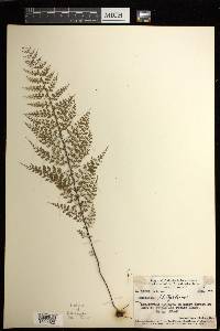 Asplenium schultzei image