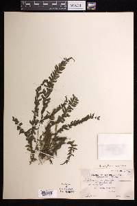 Hymenasplenium filipes image