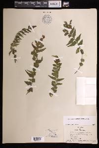 Asplenium polyodon image