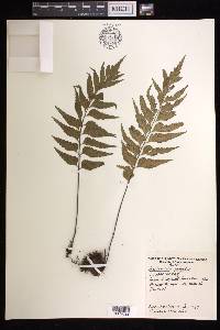 Asplenium polyodon image