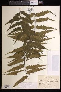 Asplenium polyodon image