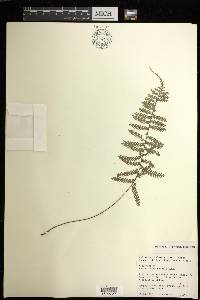 Asplenium thunbergii image