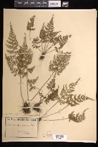 Asplenium adiantum-nigrum image