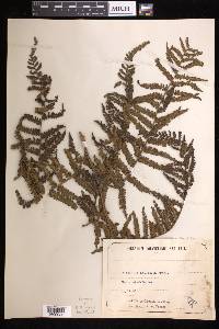 Cyathea dichromatolepis image