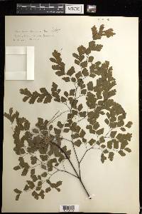 Adiantum tenerum image