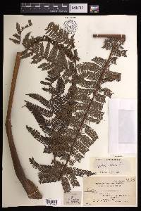 Cyathea loheri image