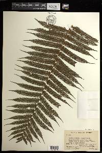 Cyathea lunulata image