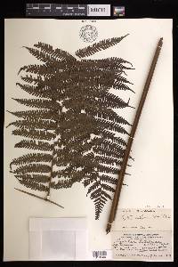 Cyathea latebrosa image