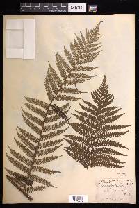 Cyathea leichhardtiana image