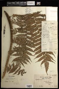 Cyathea callosa image