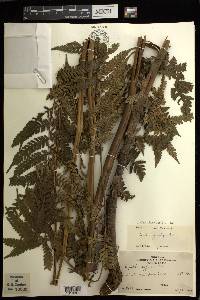 Cyathea moseleyi image