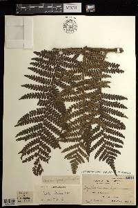 Cyathea philippinensis image