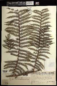 Cyathea novae-caledoniae image