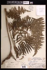 Cyathea rigens image