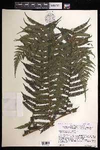 Cyathea manniana image