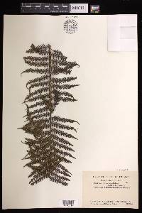 Cyathea leichhardtiana image