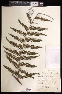 Cyathea metteniana image