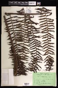 Cyathea latebrosa image