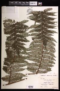 Cyathea loheri image