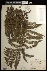 Cyathea nigricans image