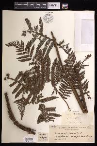 Cyathea rufopannosa image