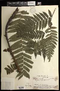 Cyathea propinqua image