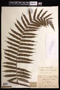 Cyathea orientalis image