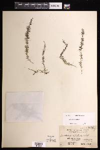 Lindsaea capillacea image