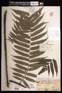 Cyathea integra image