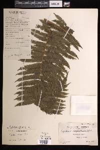 Cyathea elmeri image