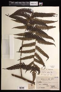 Cyathea integra image