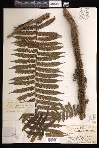 Cyathea brackenridgei image