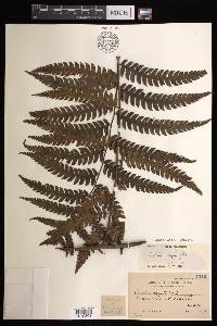 Cyathea integra image